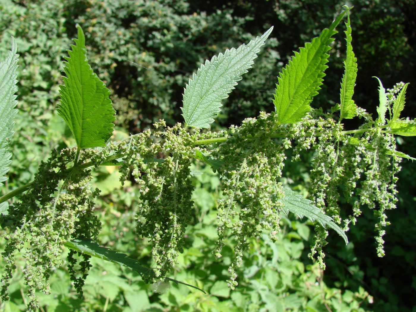 Изображение особи Urtica dioica.