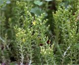 Sedum sexangulare