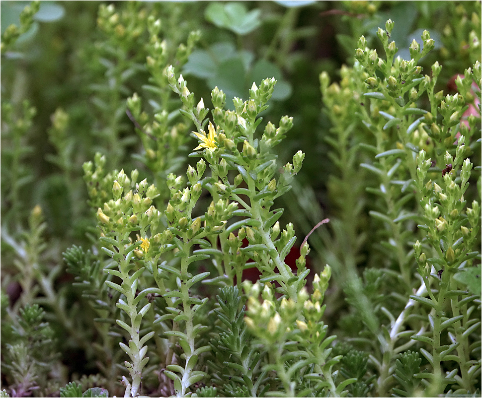 Image of Sedum sexangulare specimen.