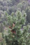 Pinus sibirica. Верхушка взрослого дерева с незрелыми шишками и с отломанной вершиной. Республика Алтай, Улаганский р-н, долина р. Чульча, в 2,3 км ниже водопада Учар, правый борт долины. 7 августа 2020 г.