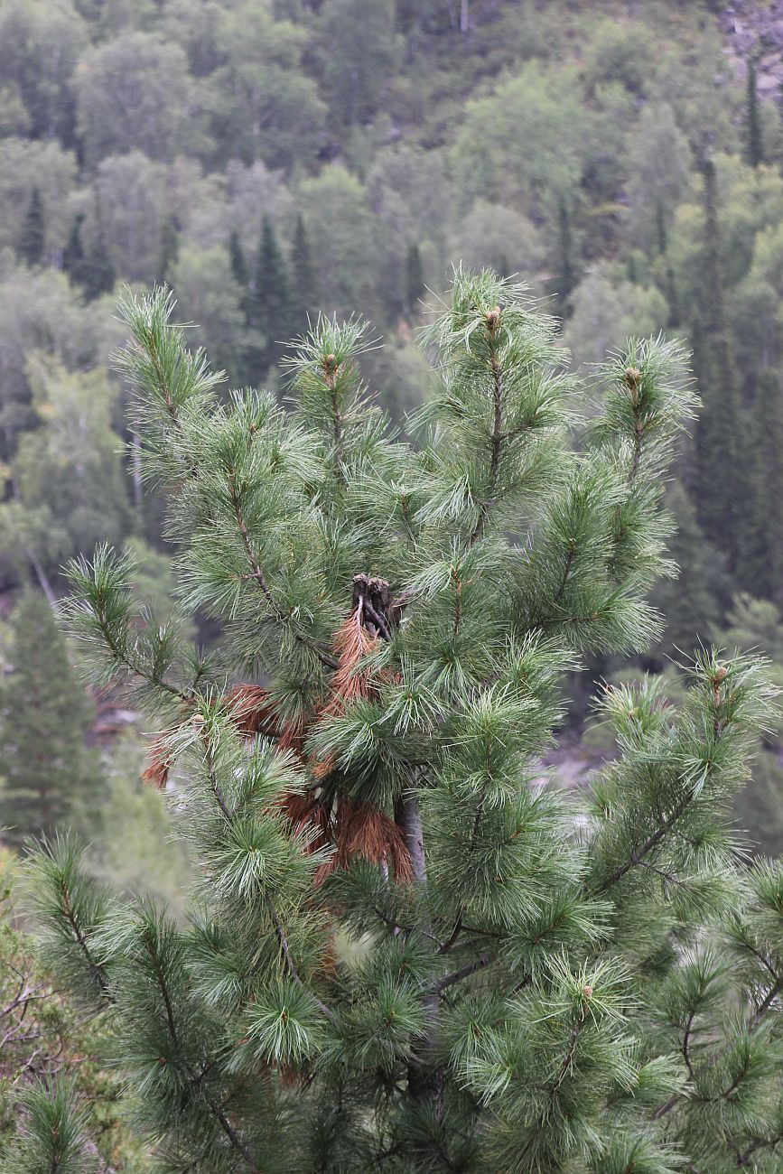 Image of Pinus sibirica specimen.