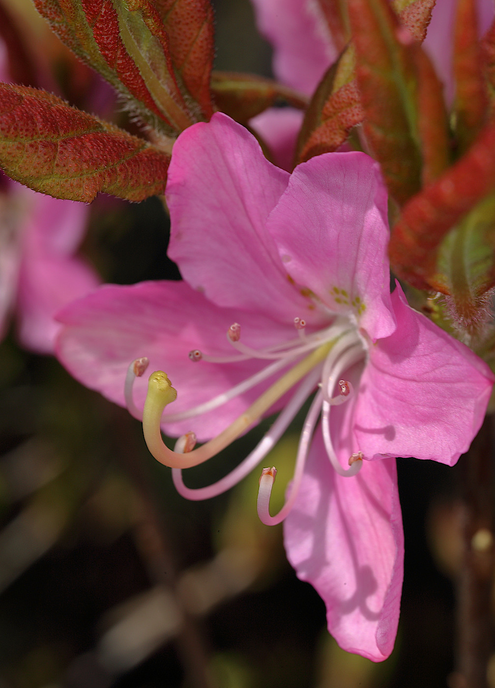 Изображение особи Rhododendron albrechtii.