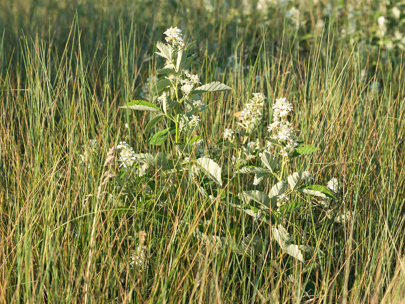 Изображение особи Rubus candicans.