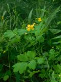Chelidonium majus