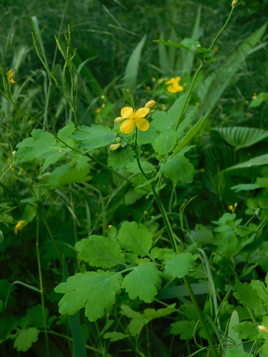 Изображение особи Chelidonium majus.