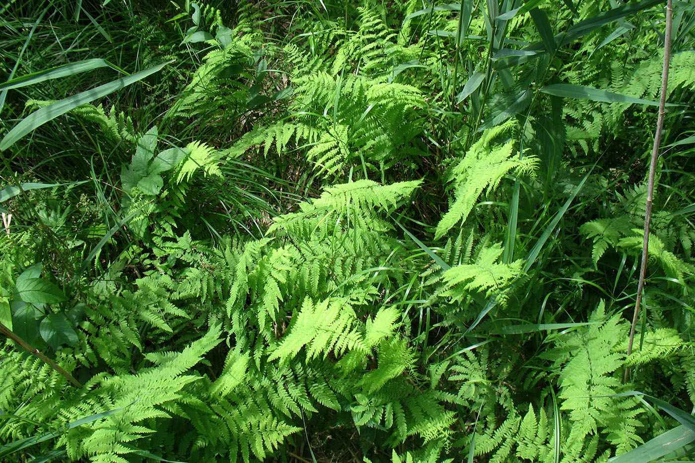 Image of Thelypteris palustris specimen.