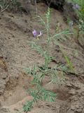 Astragalus arenarius