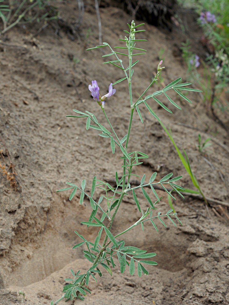 Изображение особи Astragalus arenarius.