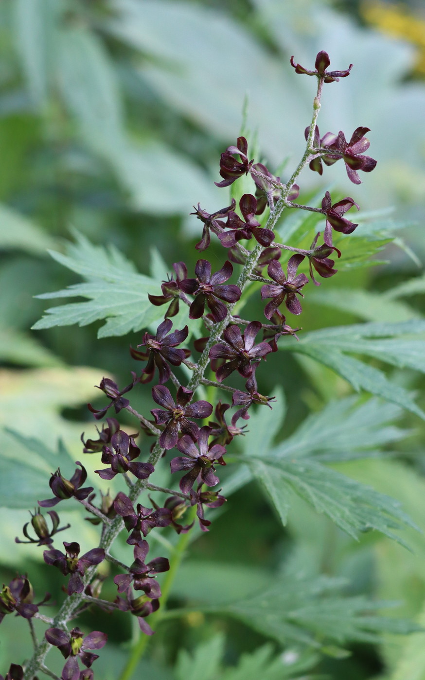 Изображение особи Veratrum nigrum.