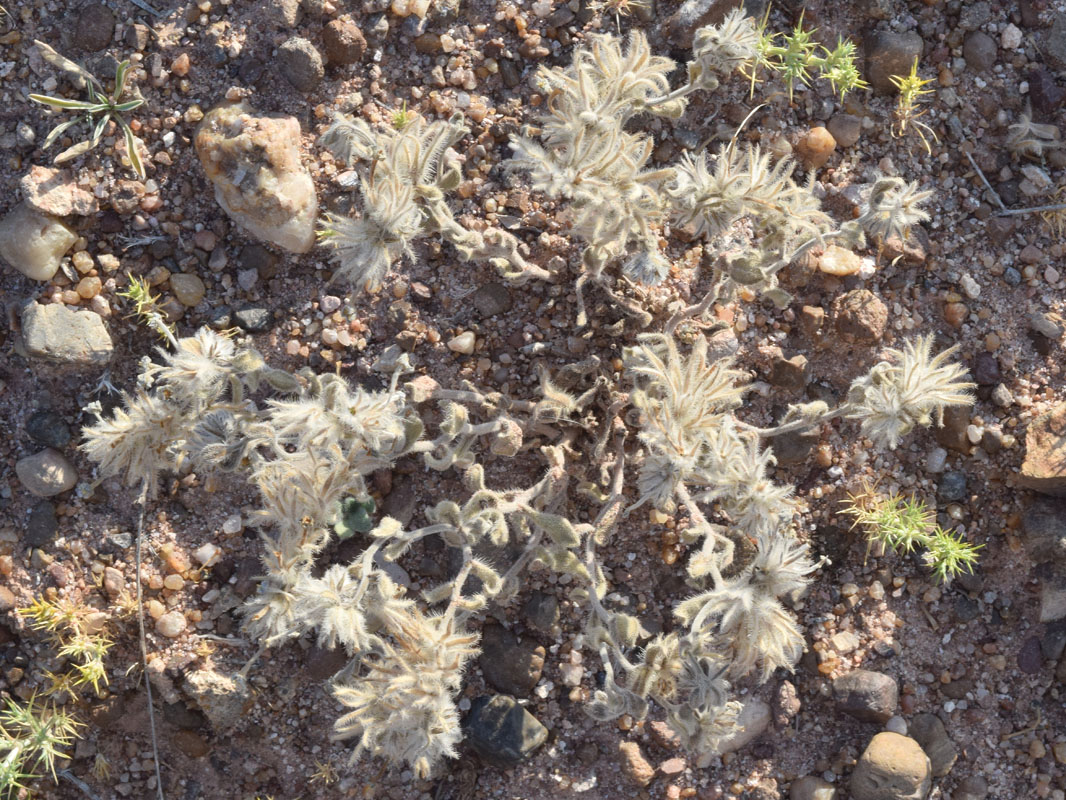 Image of Arnebia obovata specimen.