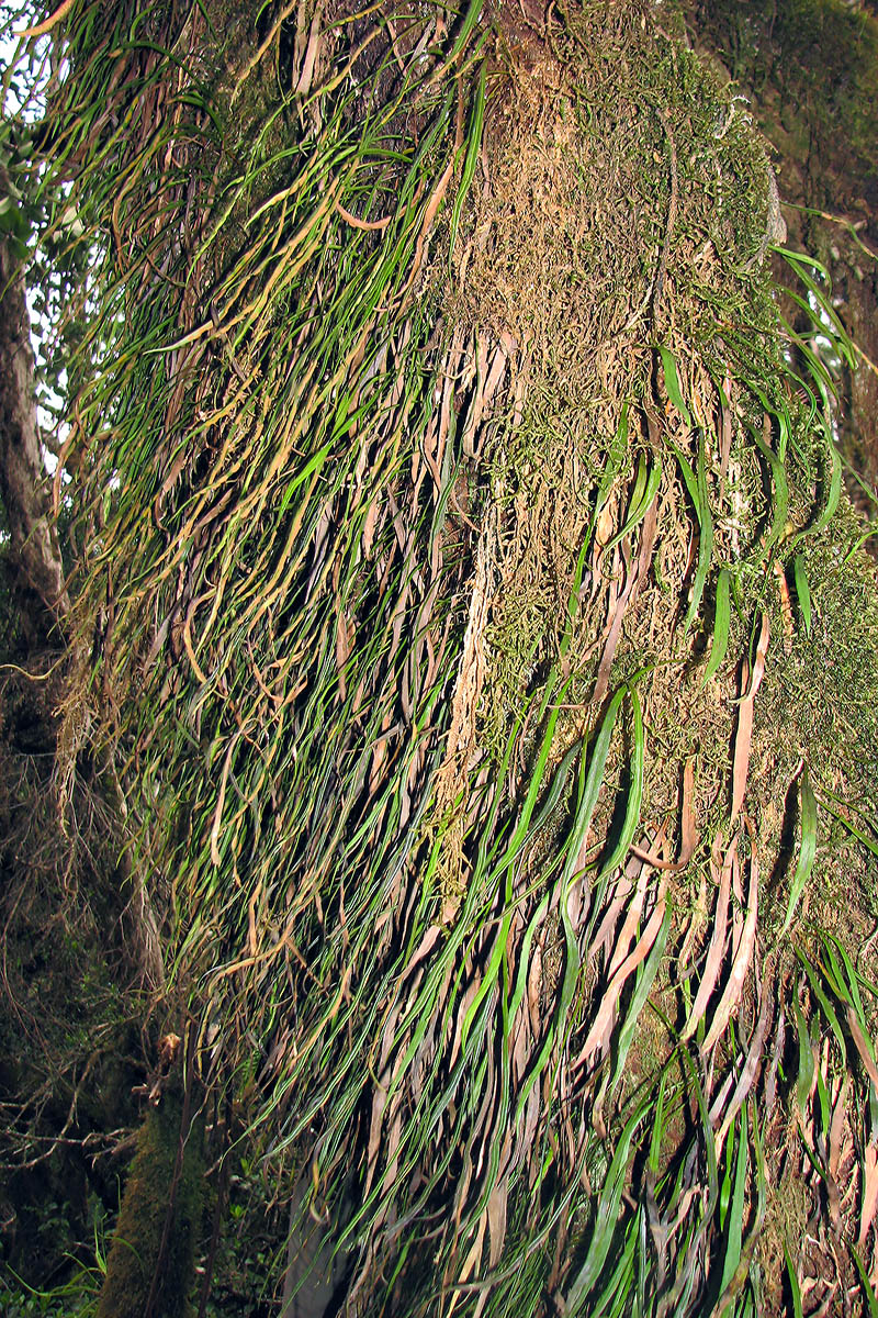 Изображение особи семейство Polypodiaceae.