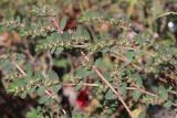 Euphorbia prostrata. Цветущие побеги. Крым, Севастополь, клумба в парке. 10.09.2022.