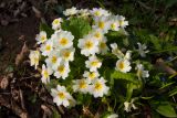 Primula vulgaris