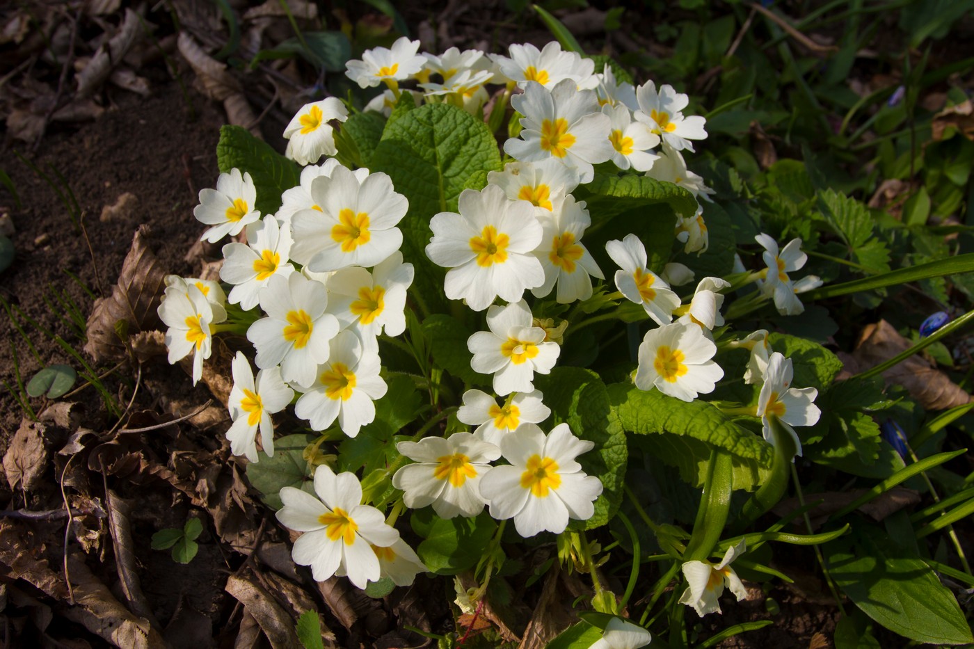 Image of Primula vulgaris specimen.