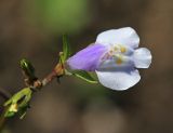 Mazus pumilus