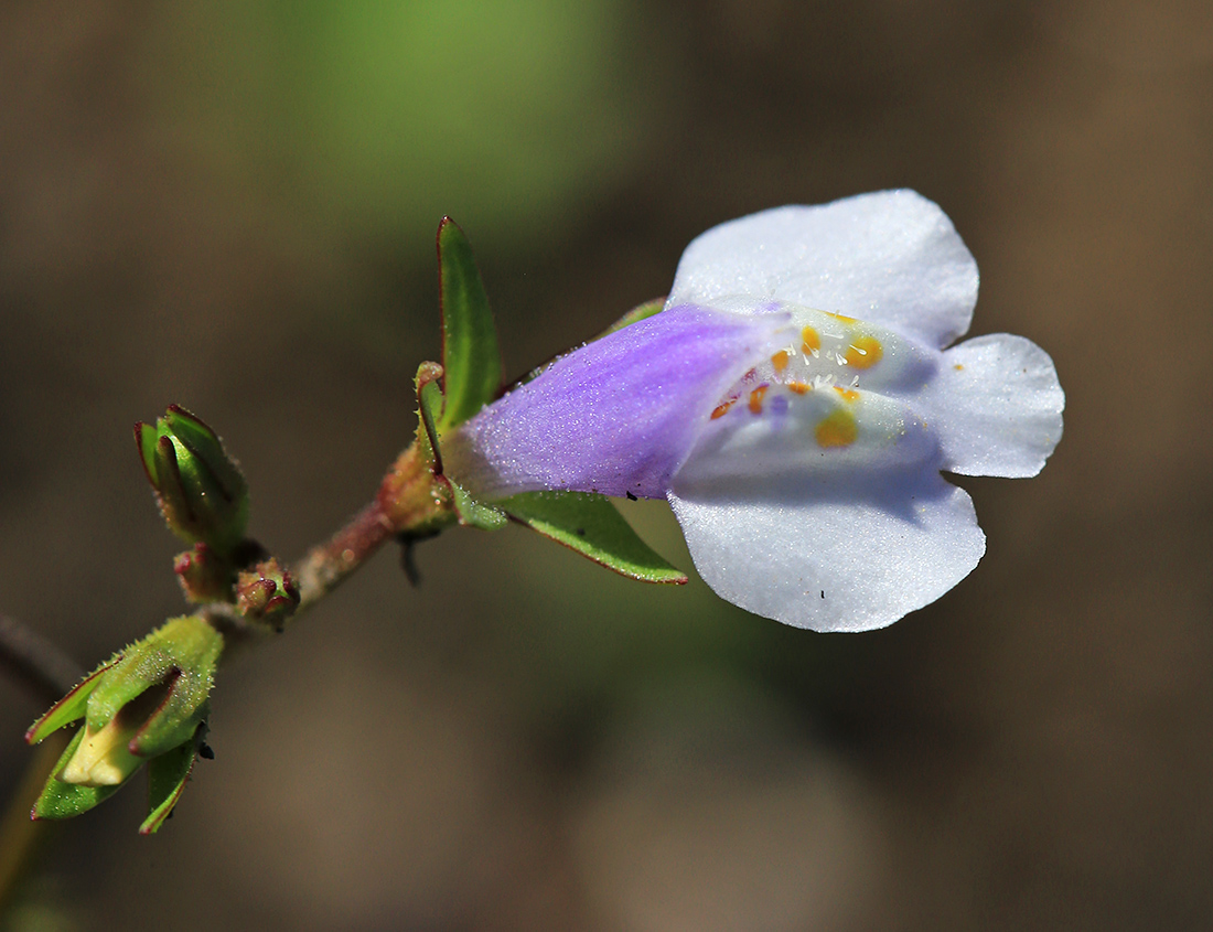 Изображение особи Mazus pumilus.