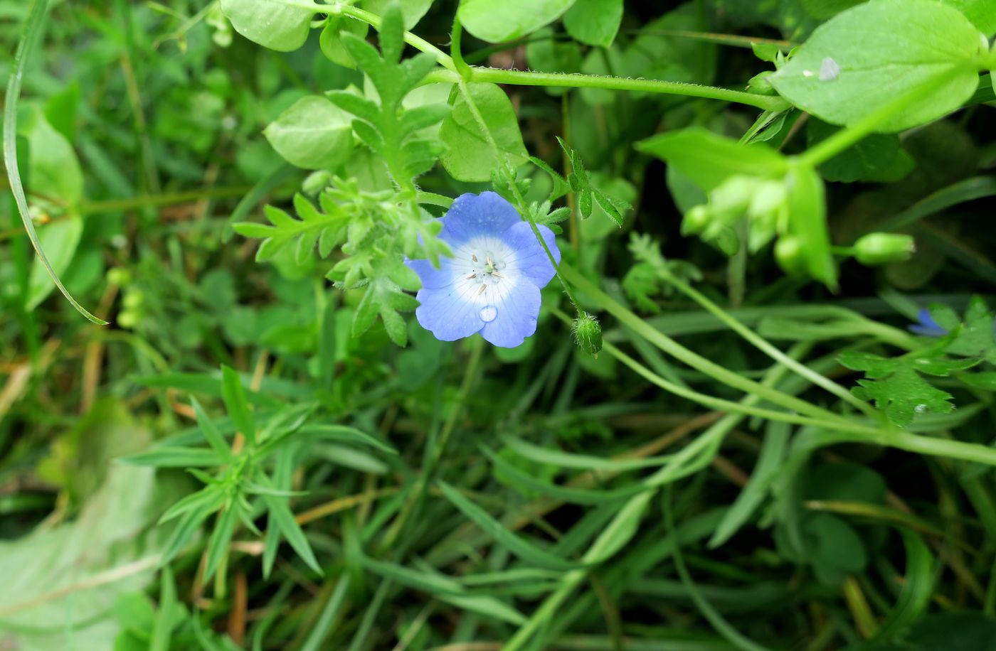 Изображение особи Nemophila menziesii.