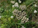 Achillea millefolium