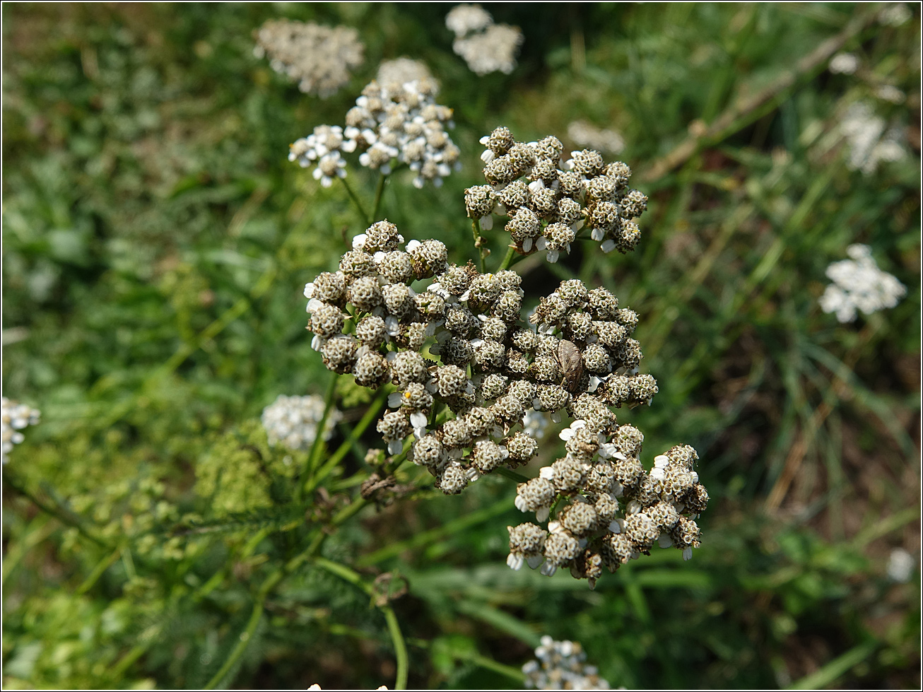 Image of Achillea millefolium specimen.