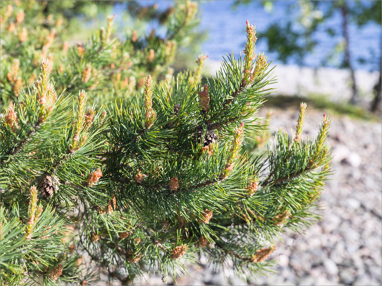 Изображение особи Pinus sylvestris.