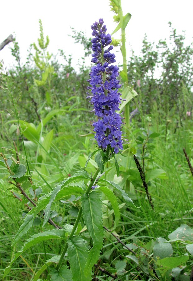 Изображение особи Veronica longifolia.