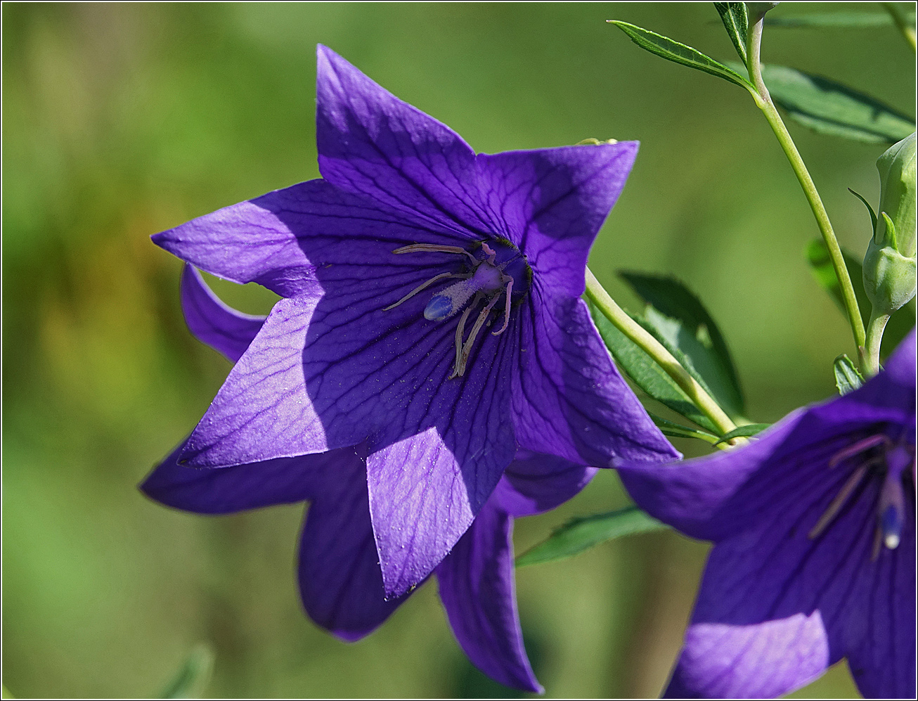 Изображение особи Platycodon grandiflorus.