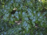 род Tilia