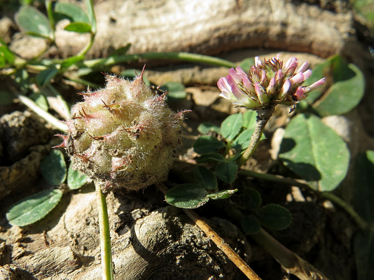 Изображение особи Trifolium fragiferum.