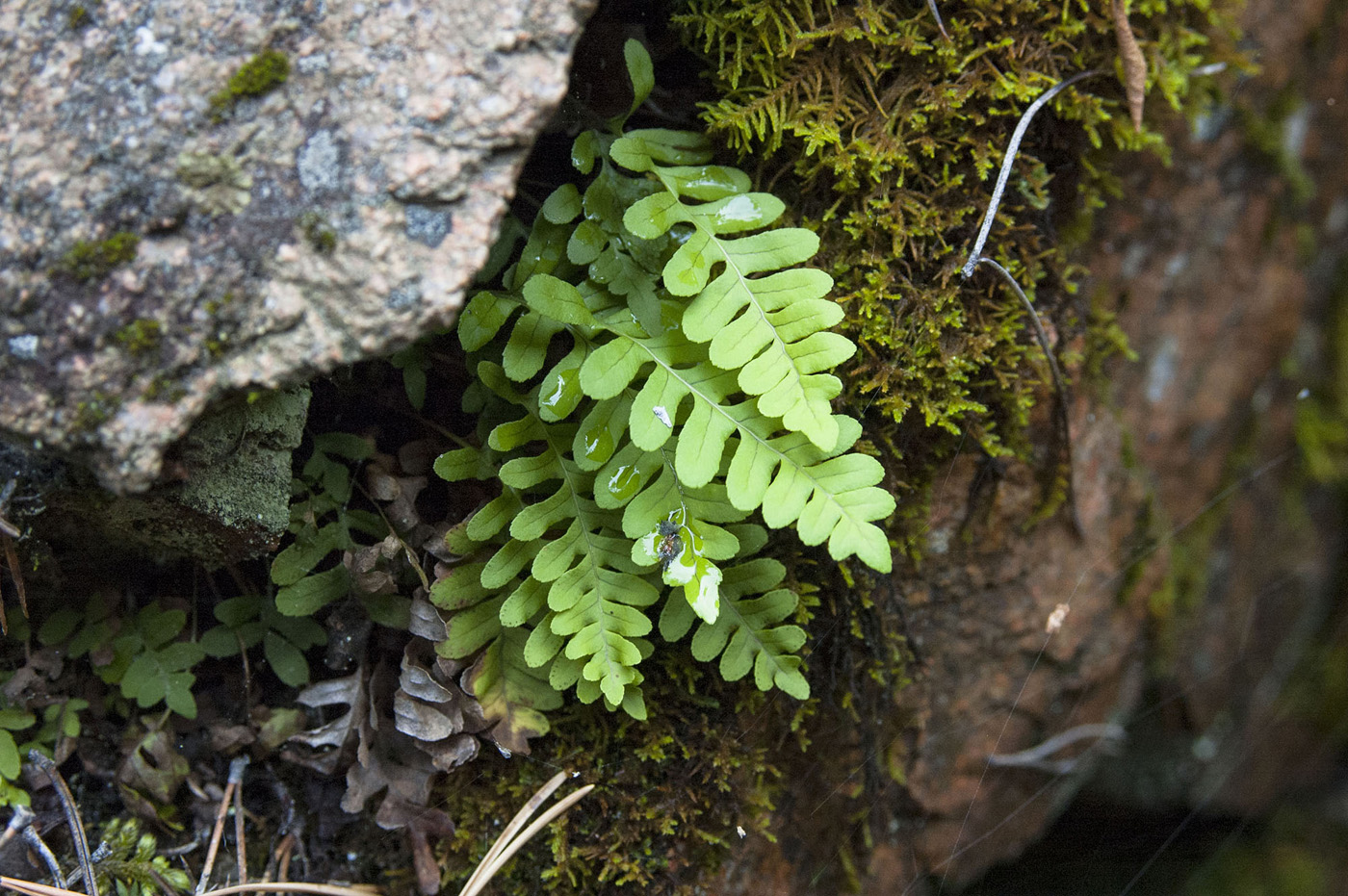 Image of Polypodium sibiricum specimen.