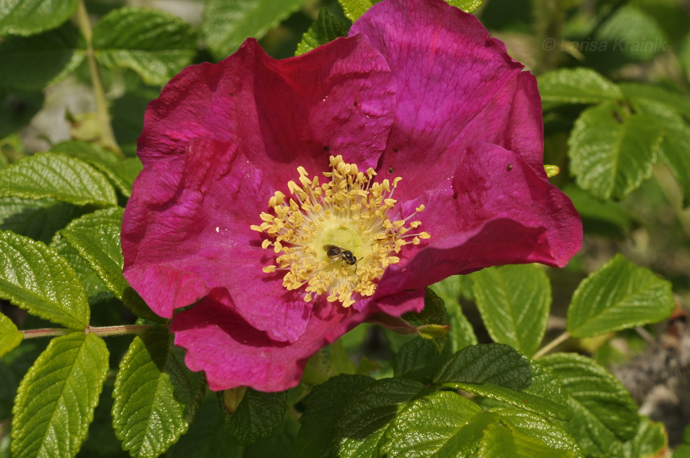 Image of Rosa rugosa specimen.