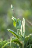 Holosteum umbellatum. Верхушка расцветающего растения. Краснодарский край, м/о г. Геленджик, хр. Маркотх, южный склон горы Совхозная, горная степь. 02.05.2021.