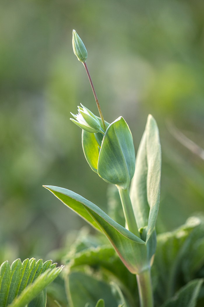 Изображение особи Holosteum umbellatum.