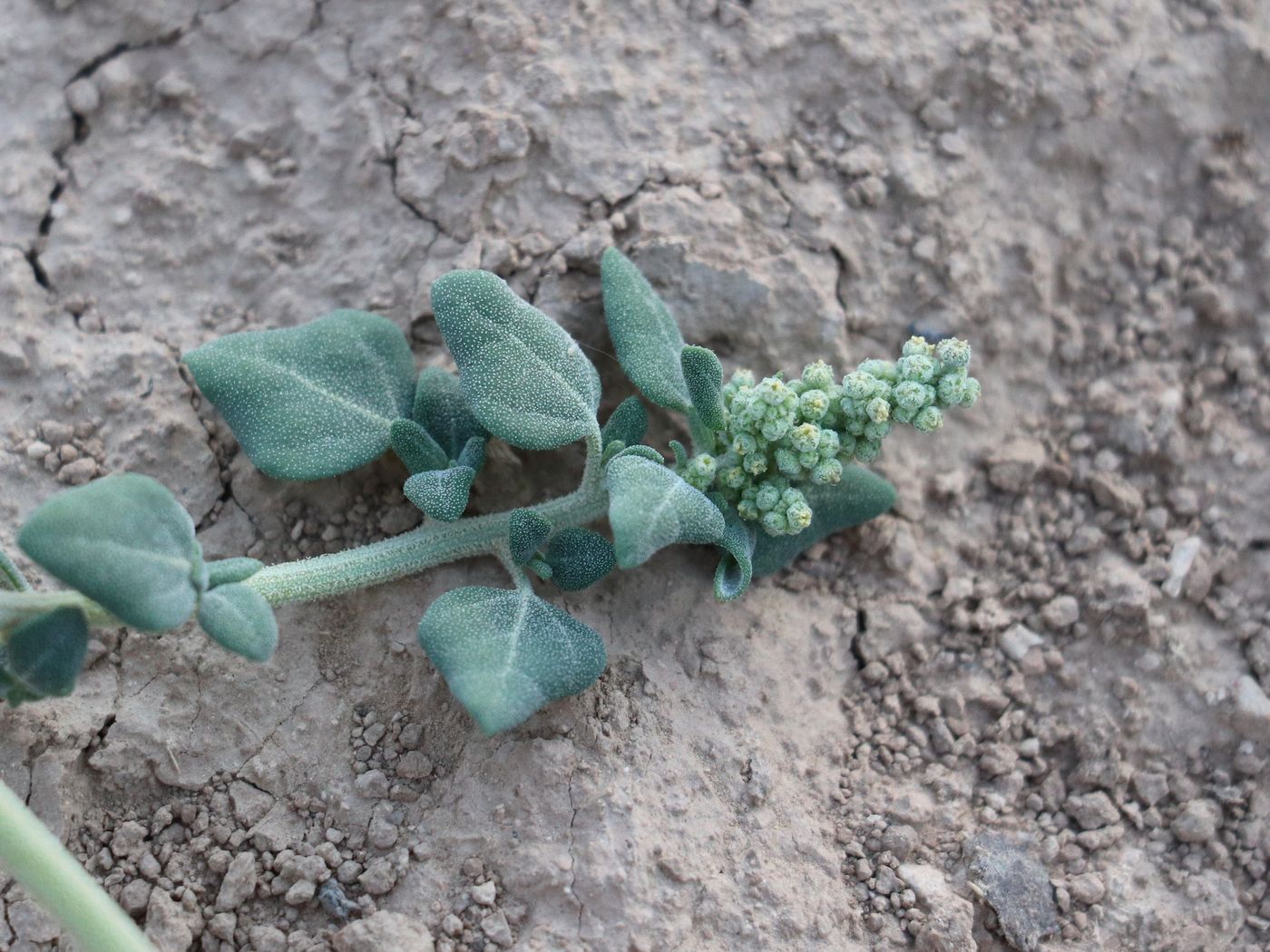 Image of Chenopodium vulvaria specimen.