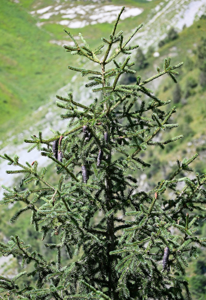 Изображение особи Picea schrenkiana.