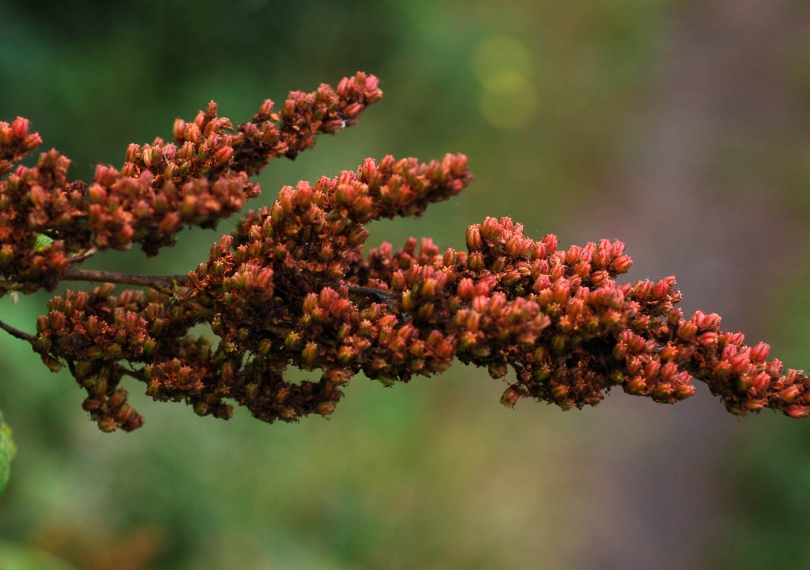 Image of Sorbaria sorbifolia specimen.