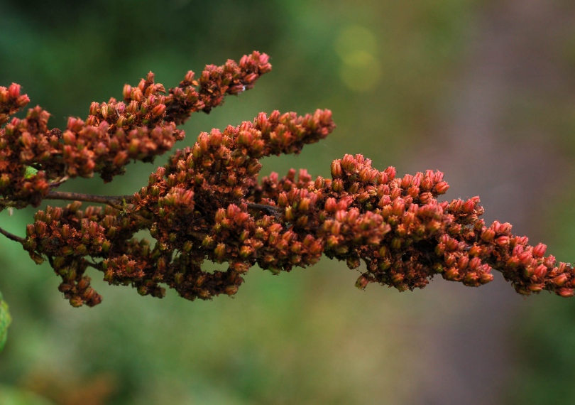 Изображение особи Sorbaria sorbifolia.