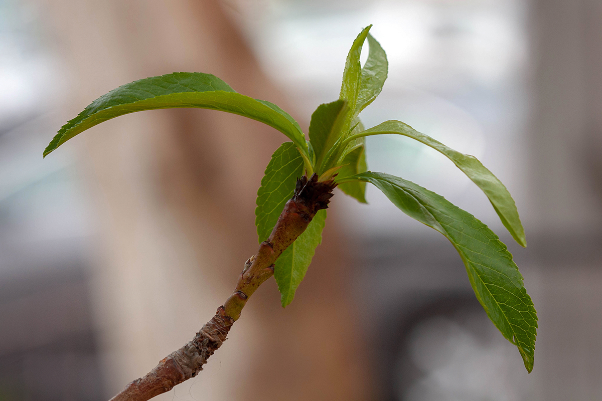 Изображение особи Persica vulgaris.