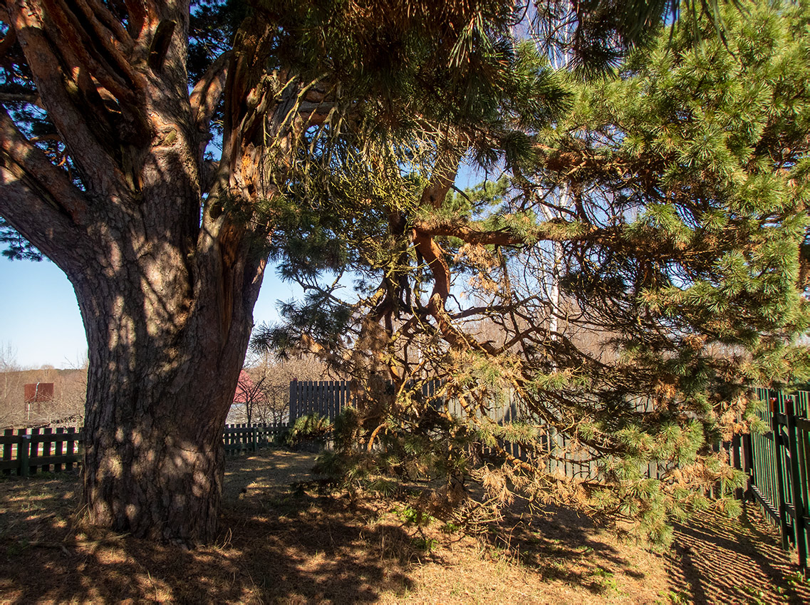 Image of genus Pinus specimen.