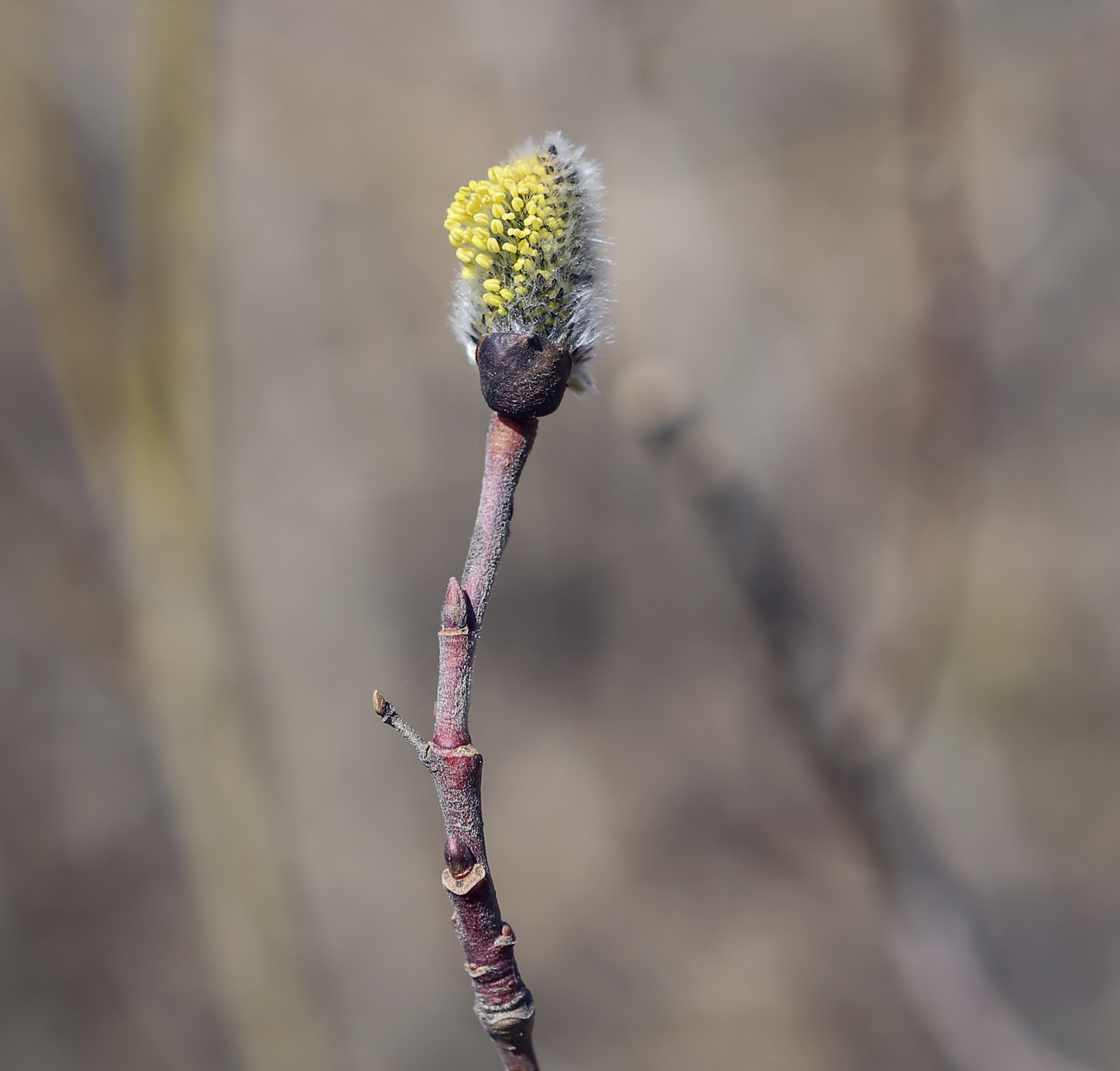 Image of genus Salix specimen.