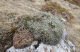 Gypsophila tenuifolia. Вегетирующее растение. Адыгея, Кавказский биосферный заповедник, хр. Каменное Море, выс. ≈ 2000 м н.у.м., на камне. 01.05.2023.