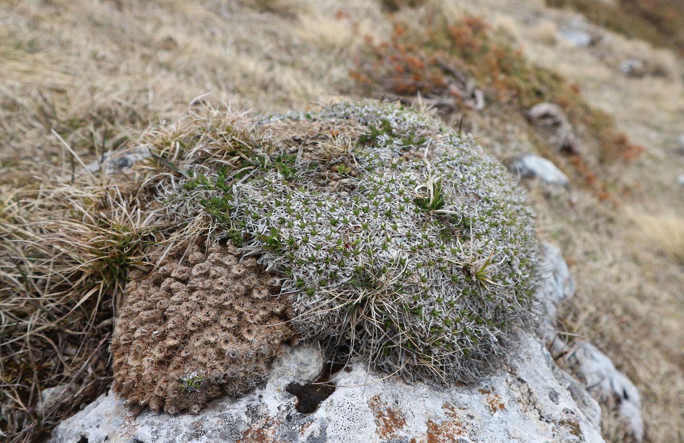 Image of Gypsophila tenuifolia specimen.
