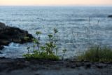 Ligusticum scoticum. Цветущее растение на задернованном уступе скалы. Справа - куртина Festuca richardsonii. Мурманская обл., окр. пос. Дальние Зеленцы близ Аварийного мыса. 06.08.2010.