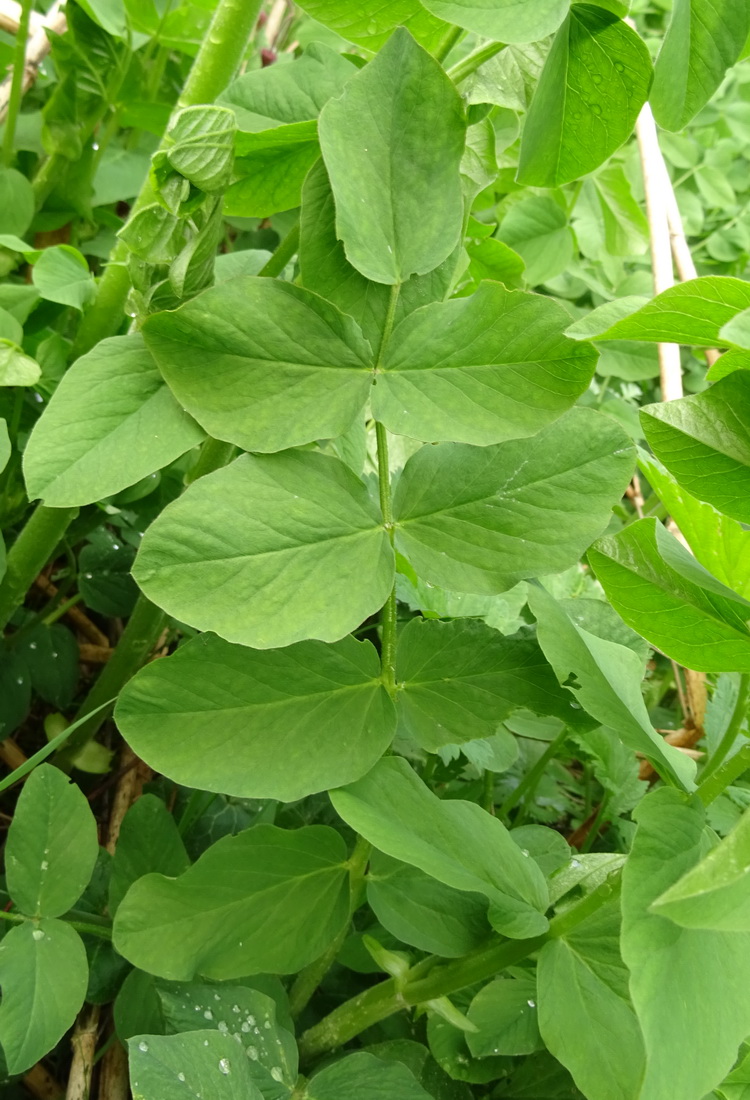 Изображение особи Galega orientalis.