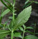 Verbena litoralis. Часть веточки (вид на абаксиальную поверхность листьев). Чили, обл. Valparaiso, провинция Isla de Pascua, г. Hanga Roa, двор гостиницы. 05.03.2023.