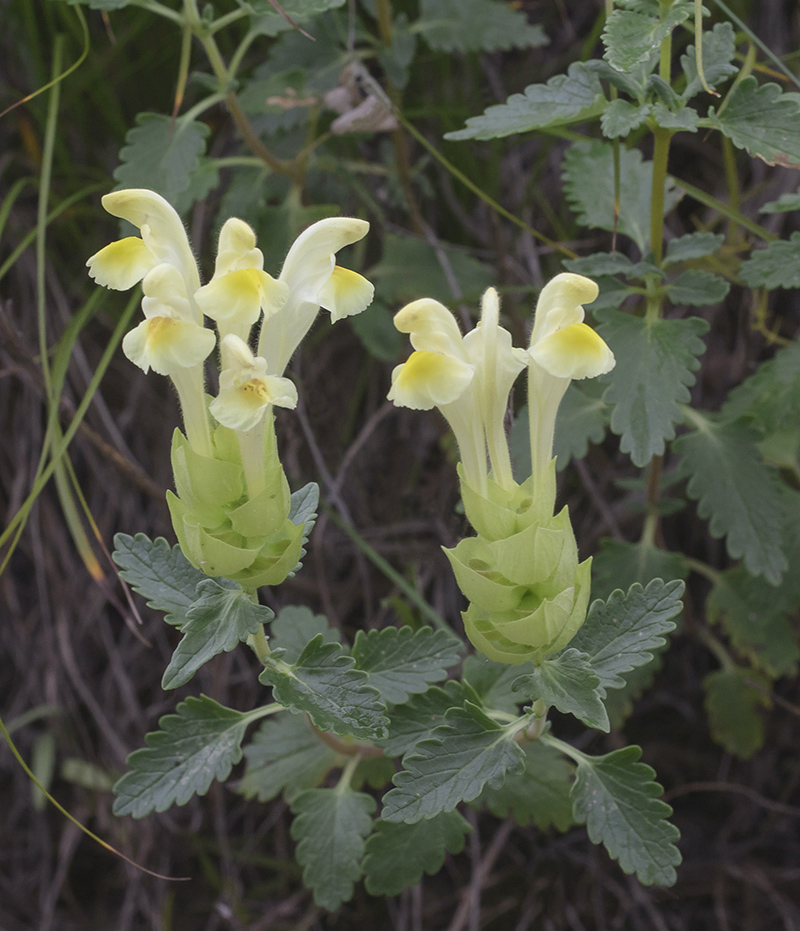 Изображение особи Scutellaria polyodon.