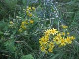 Senecio jacobaea