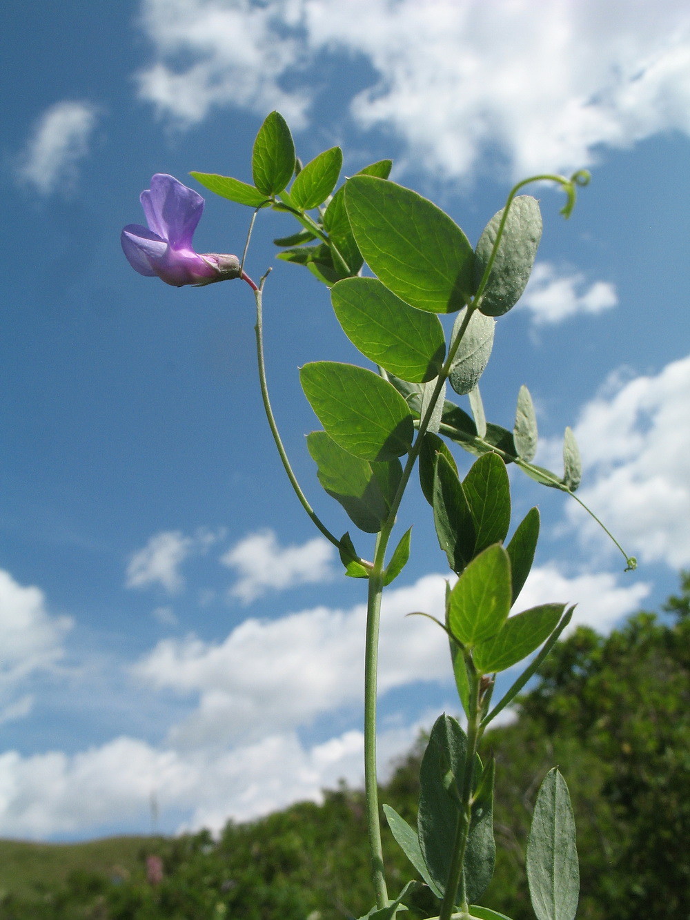 Image of Lathyrus humilis specimen.
