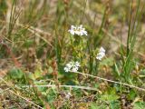 Euphrasia alboffii. Цветущее растение. Карачаево-Черкесия, Урупский р-н, хр. Загедан, долина реки Загедан, ≈ 2500 м н.у.м., альпийский луг. 10.08.2023.