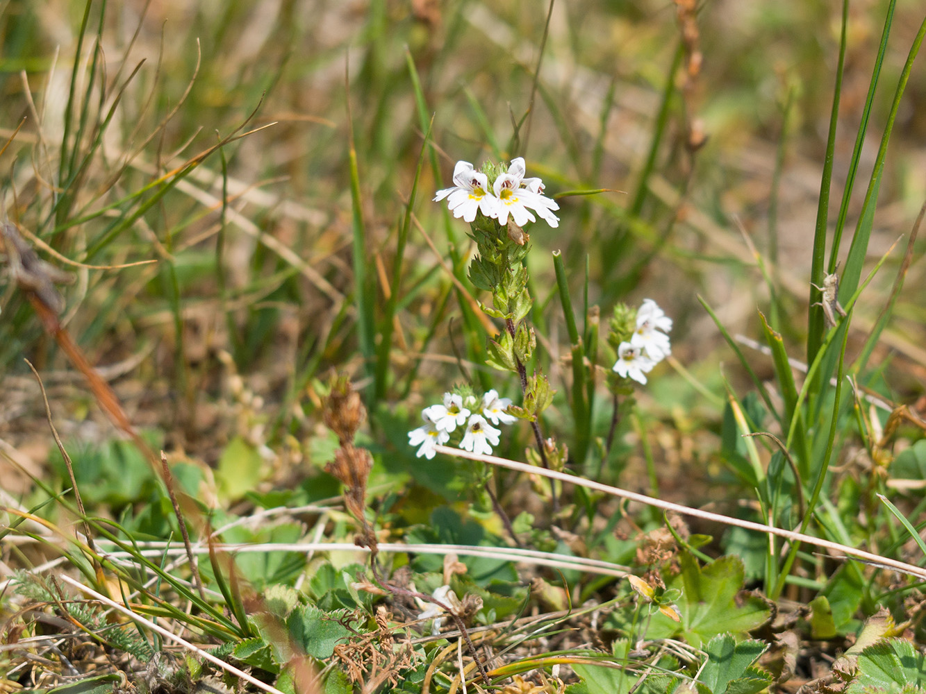 Image of Euphrasia alboffii specimen.