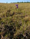 Gentianopsis barbata. Цветущее растение. Республика Саха, Оленёкский улус, басс. р. Олломокит, ок. 600 м н.у.м., травянистый участок плато. 05.08.2023.